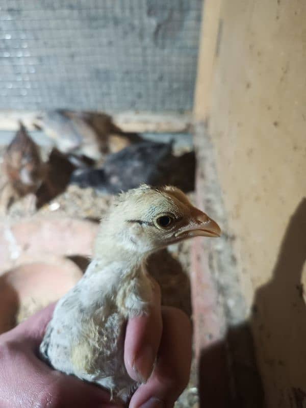 Aseel Chicks For Sale 1