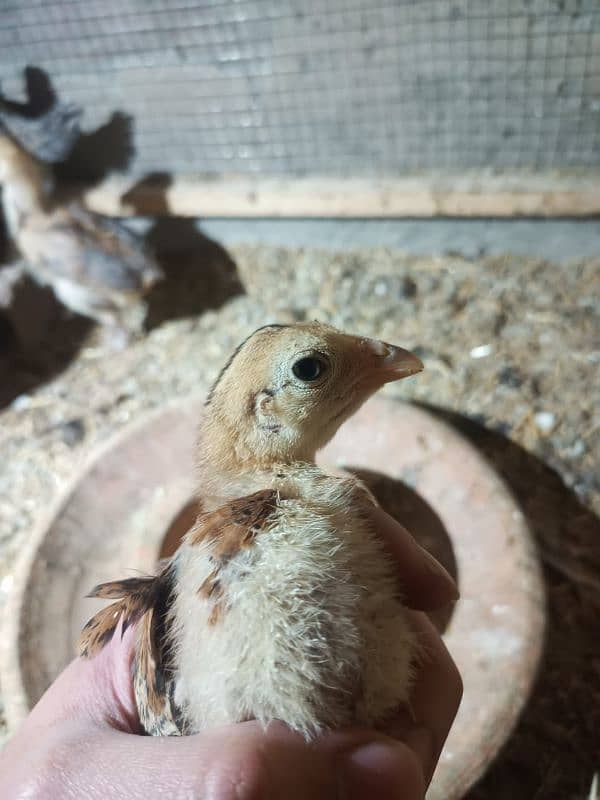 Aseel Chicks For Sale 3