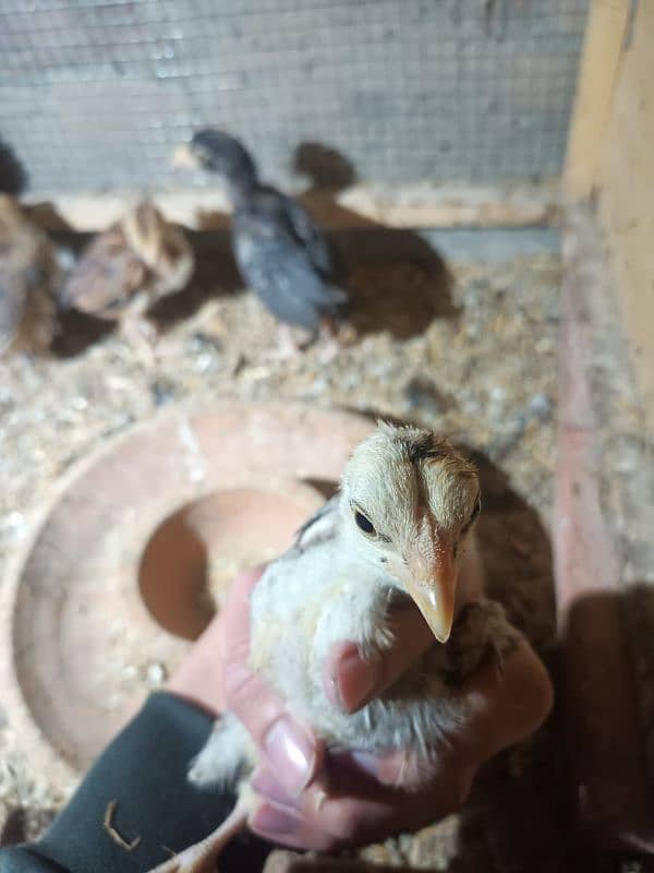 Aseel Chicks For Sale 7