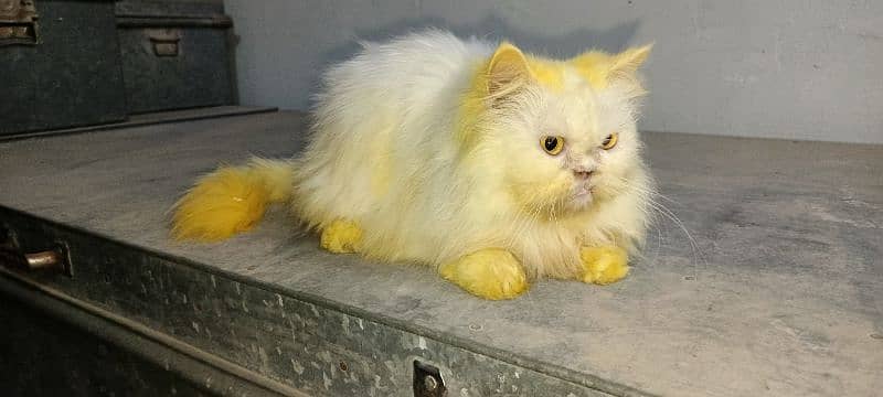 Breeder Persian Pair For Sale 1