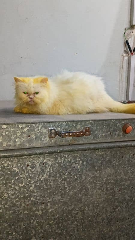 Breeder Persian Pair For Sale 3