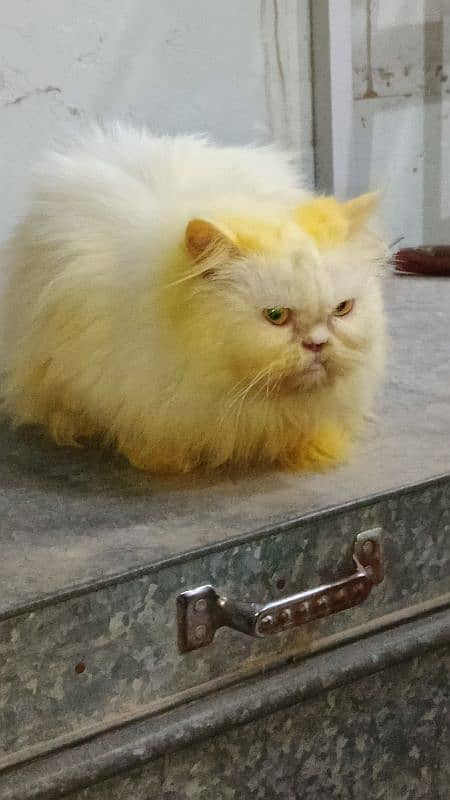 Breeder Persian Pair For Sale 4