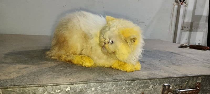 Breeder Persian Pair For Sale 5