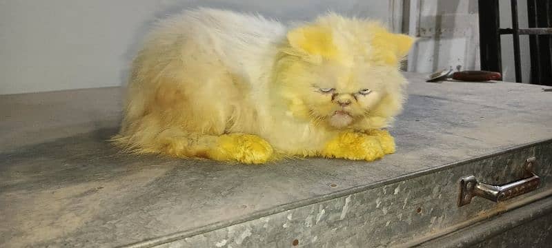 Breeder Persian Pair For Sale 7