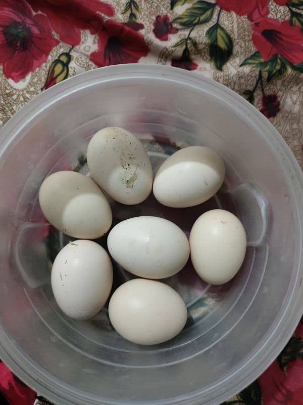 Aseel amroha jageeri top quality eggs 2