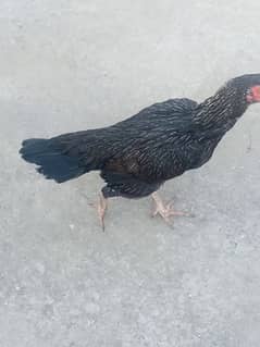 egg laying Aseel hen for sale