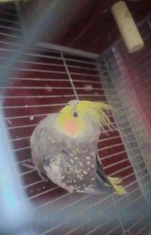 parrot 1