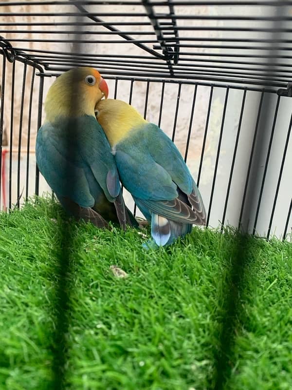 Parblue split ino Breeder pair 0