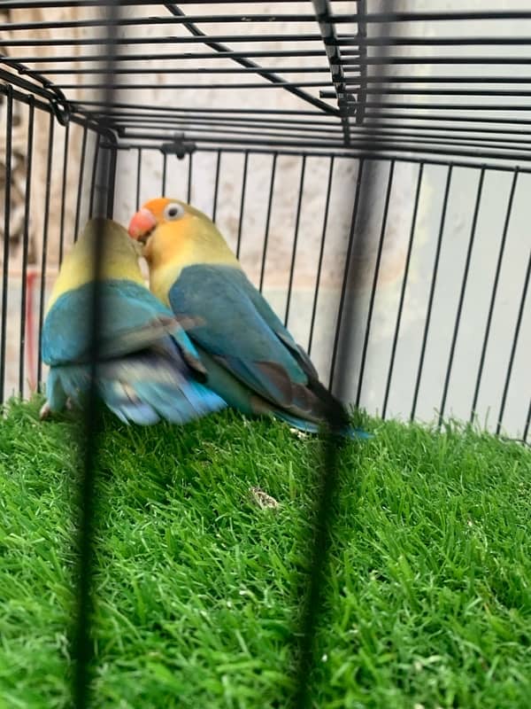 Parblue split ino Breeder pair 1