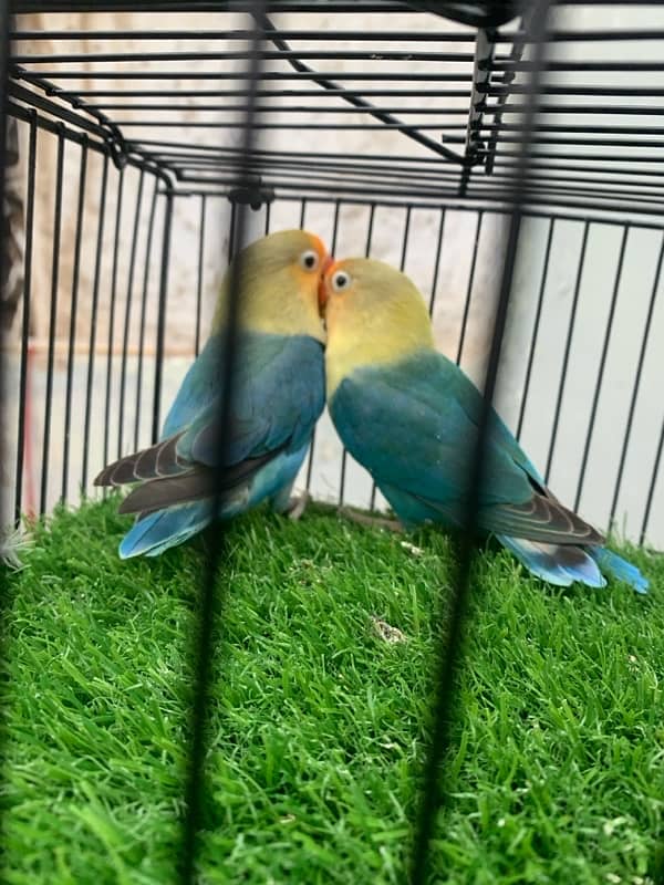 Parblue split ino Breeder pair 2