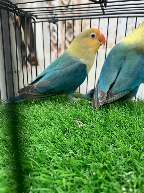 Parblue split ino Breeder pair 3