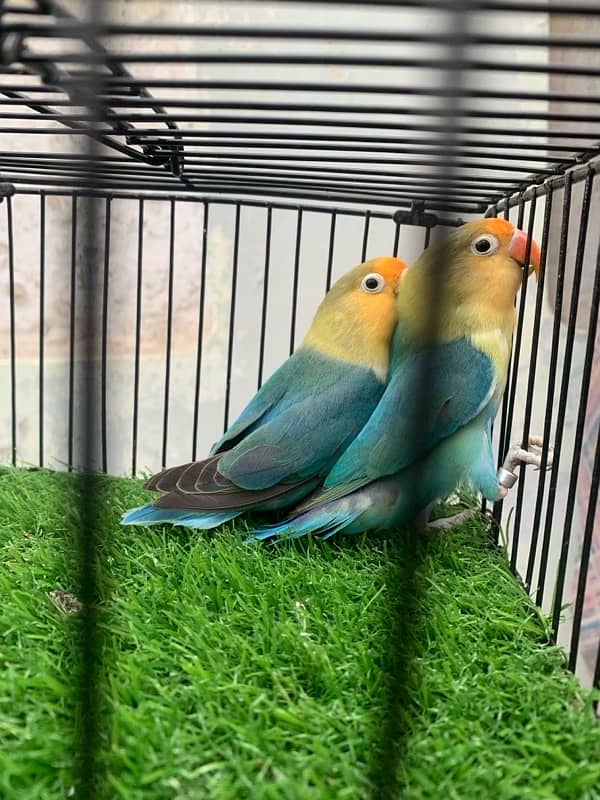 Parblue split ino Breeder pair 5