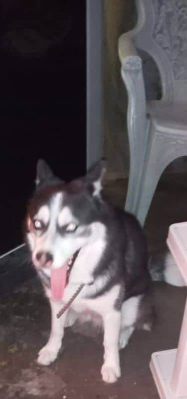 siberian Husky 1