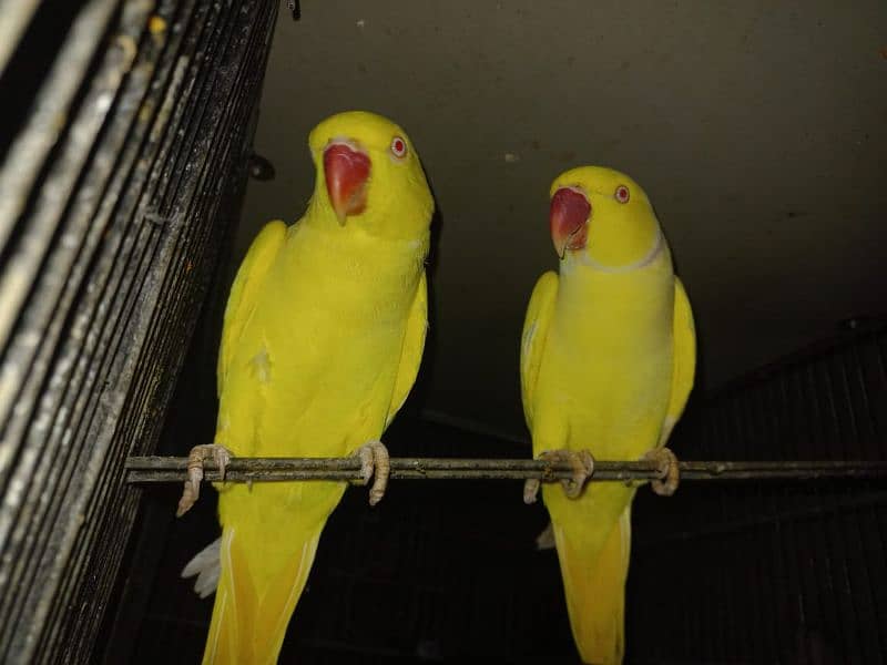 yellow ringneck 1