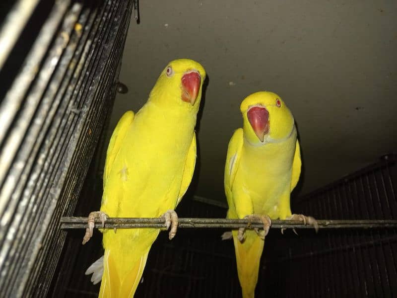 yellow ringneck 2