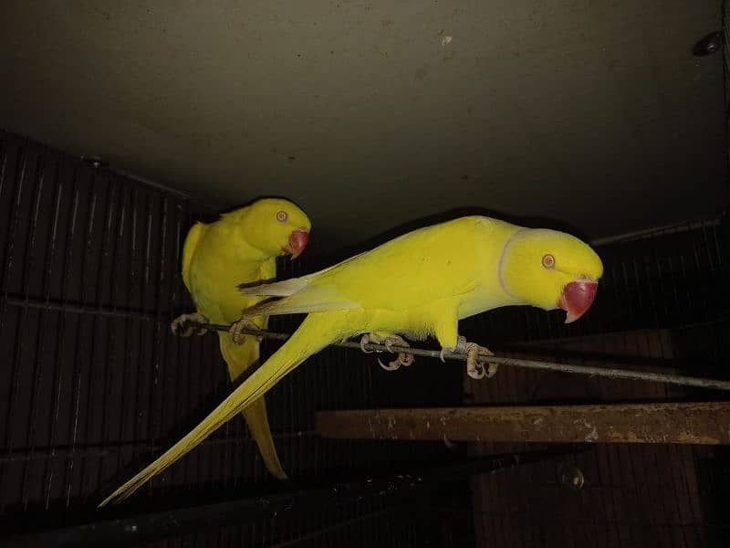 yellow ringneck 0