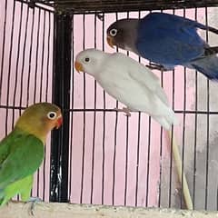 Lovebirds for sell