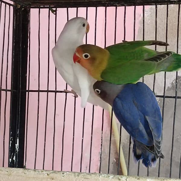 Lovebirds for sell 1