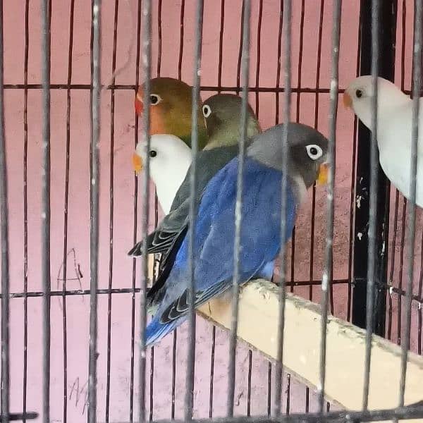 Lovebirds for sell 2