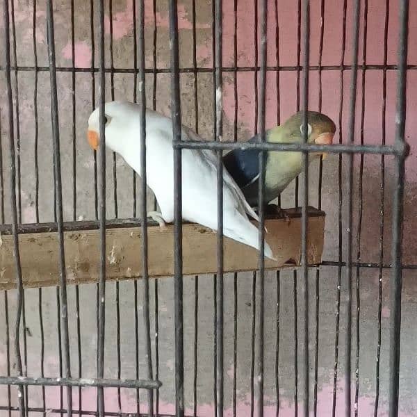 Lovebirds for sell 3