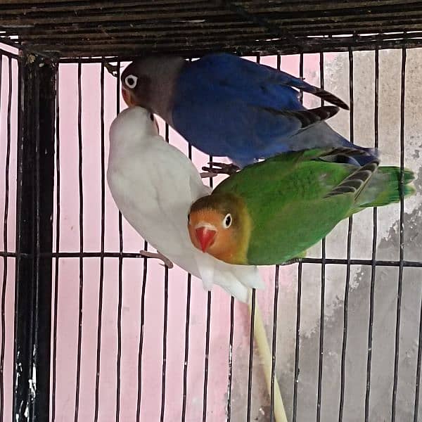 Lovebirds for sell 4