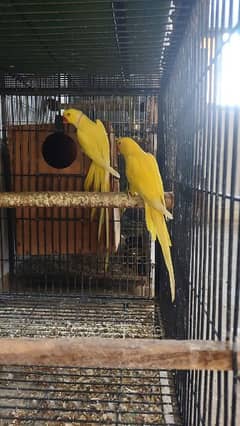 yellow ringneck proven breeder pair