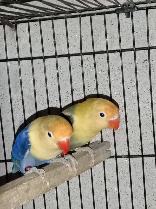 top quality lovebirds available 1