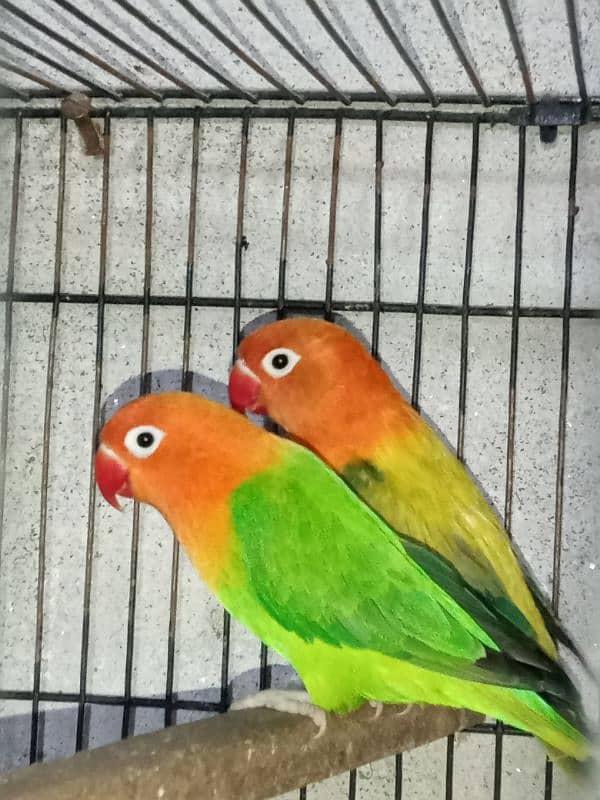 top quality lovebirds available 3