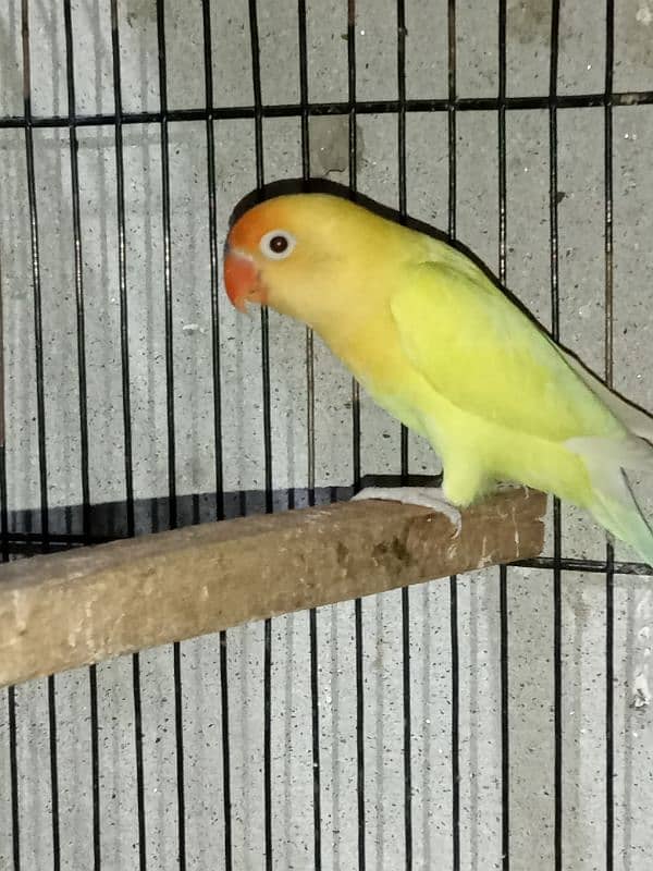 top quality lovebirds available 4