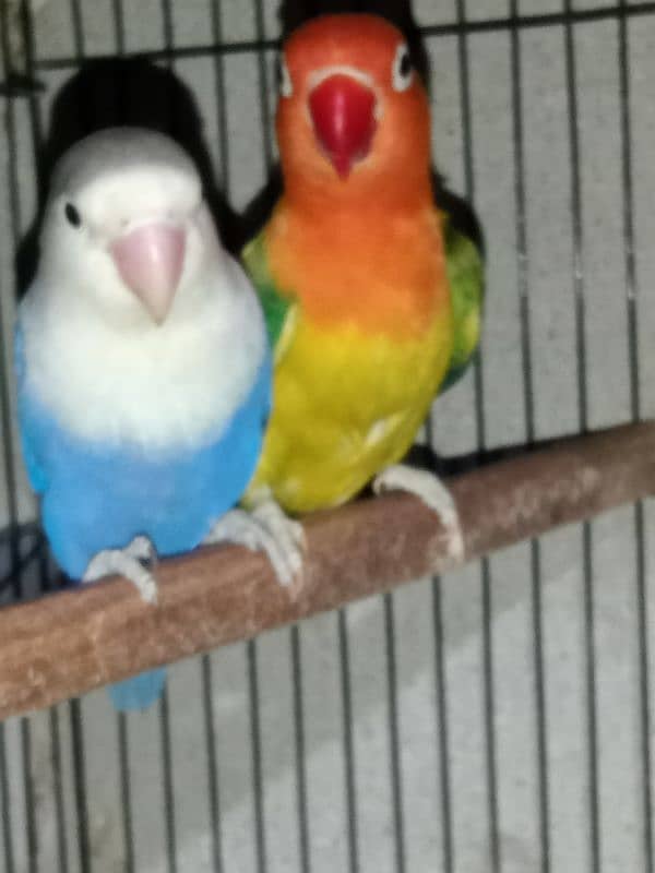 top quality lovebirds available 5