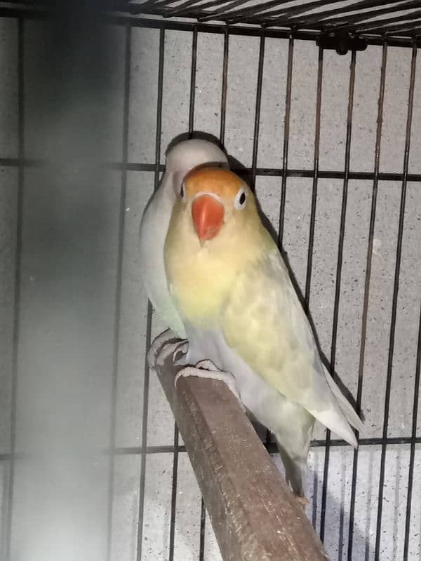 top quality lovebirds available 6