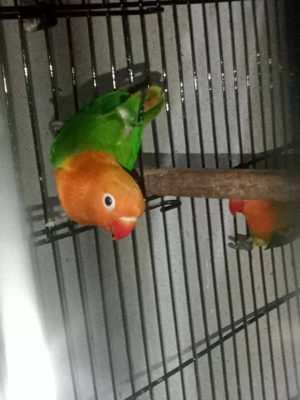 top quality lovebirds available 7