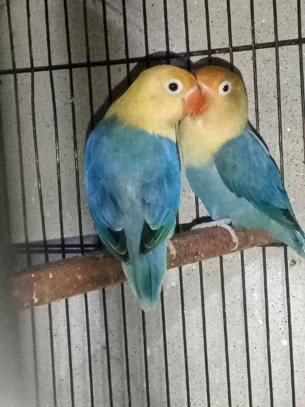 top quality lovebirds available 8