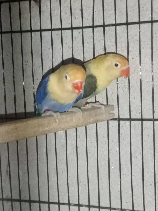 top quality lovebirds available 9