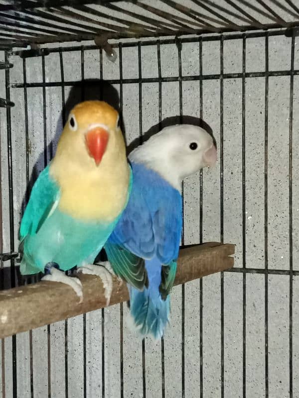 top quality lovebirds available 10