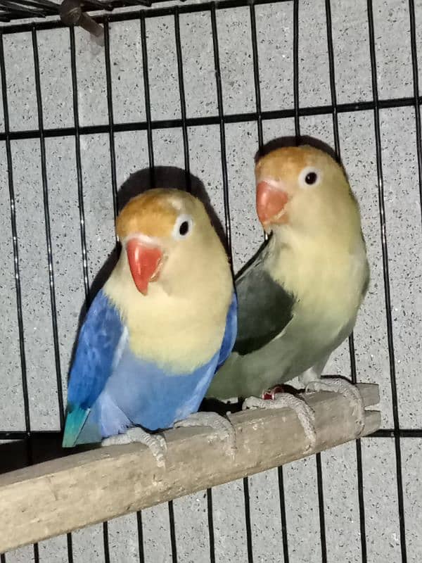 top quality lovebirds available 11