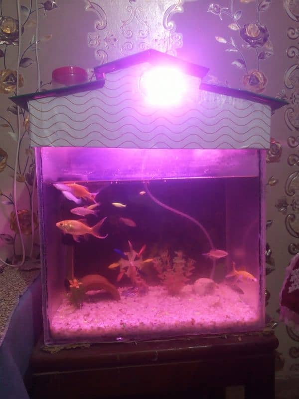 1.5/1.5 ft Aquarium for sale 2