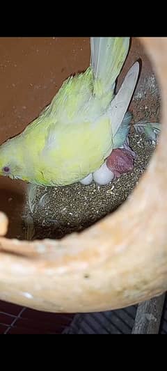 budgies breeder pair with chick