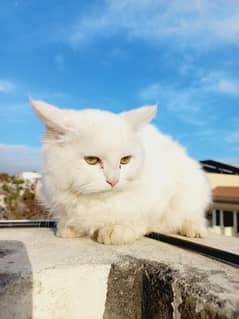 Persian male kitten triple coat