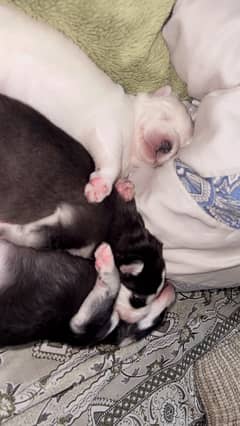 husky puppies