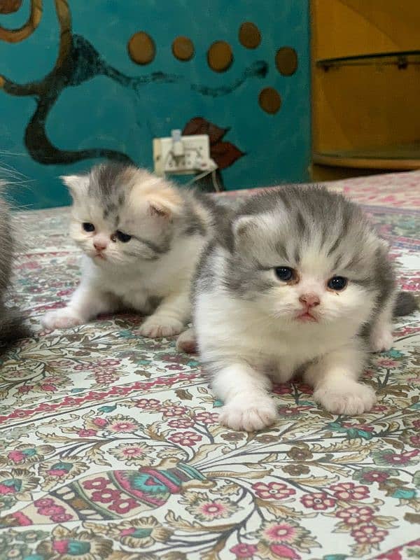 kittens 6