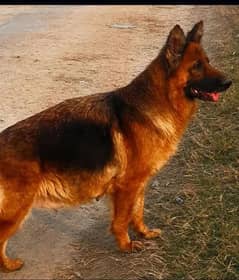 German shepherd