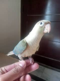 sky blue conure parrot