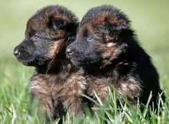 German shepherd puppies for sale / puppy / GSD pup / german shepherd