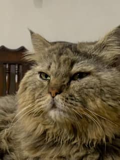 person cat ( male) original breed triple cotted vaccinated friendly