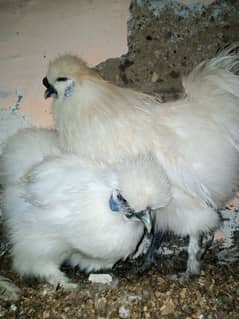 Silkie Hens Ready To First Breed Bonded Pair