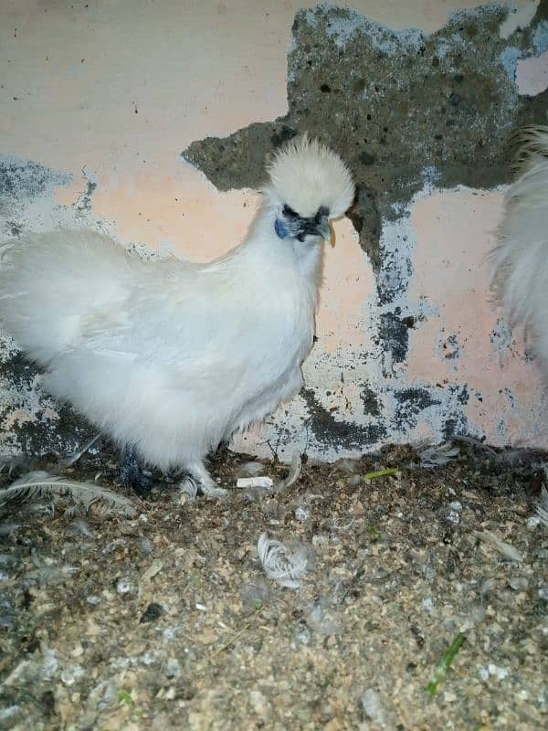 Silkie Hens Ready To First Breed Bonded Pair 1