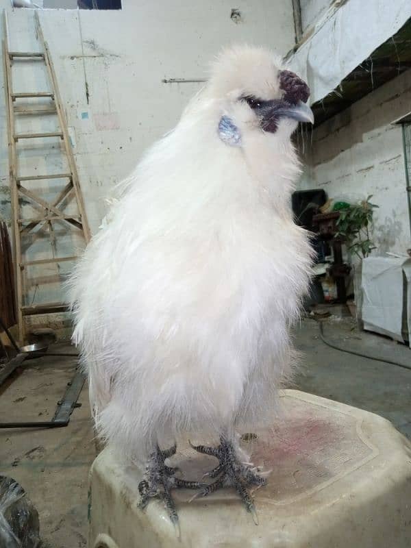 Silkie Hens Ready To First Breed Bonded Pair 2