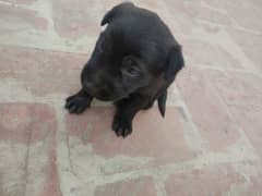 One month old Black Labrador puppy