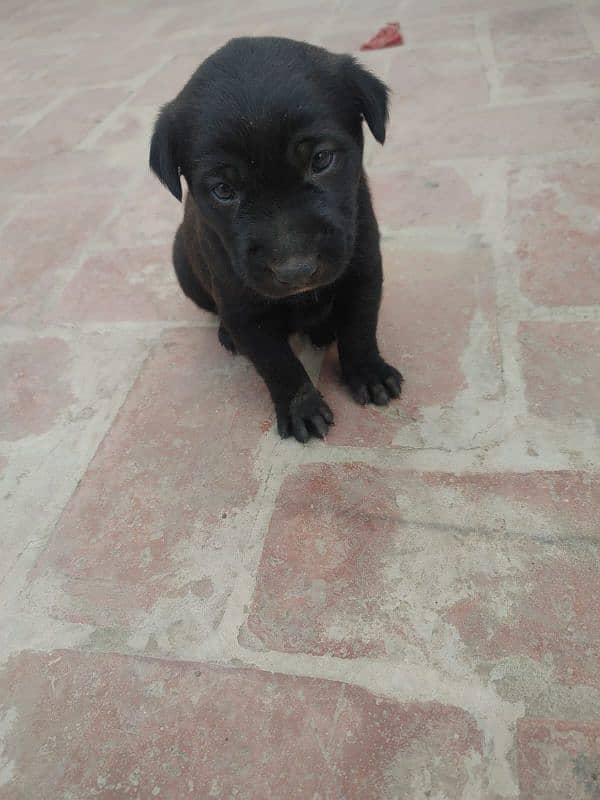 One month old Black Labrador puppy 1